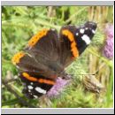 Vanessa atalanta - Admiral 10.jpg